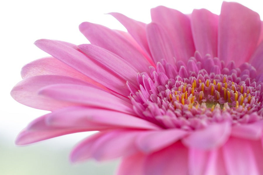 Pink Gerbera Flower Closeup Macro Photograph Print 100% Australian Made
