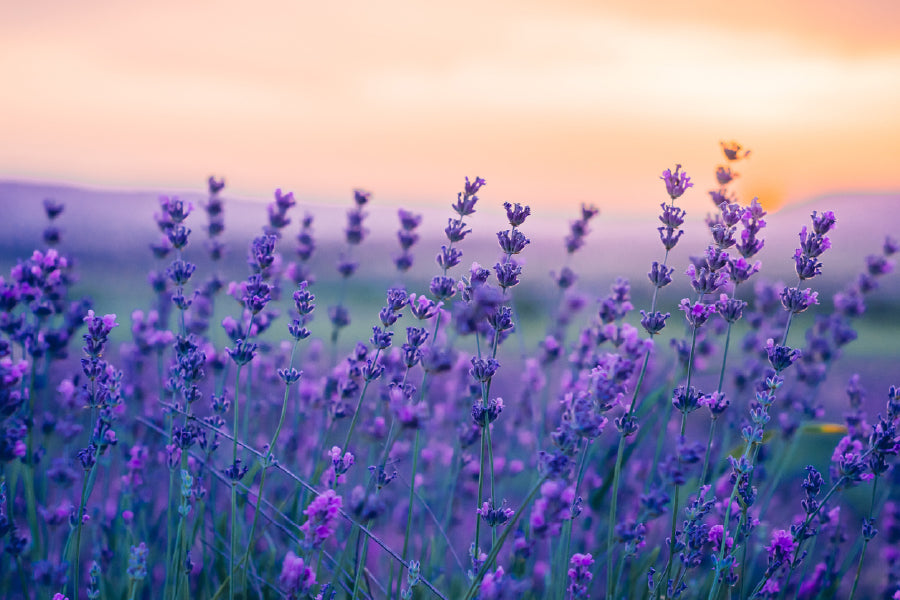 Purple Violet Flower Field View Photograph Print 100% Australian Made