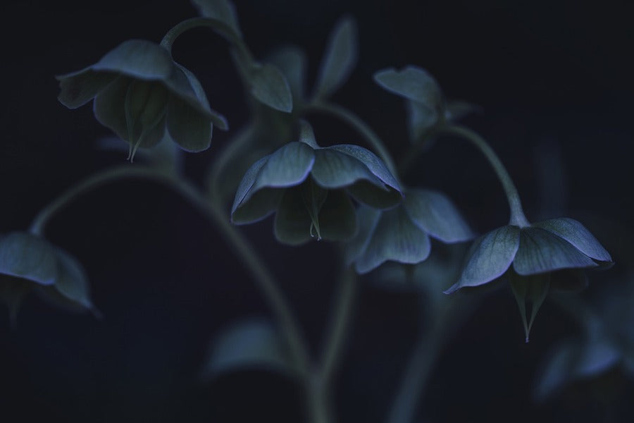 Blue Hellebore Flowers Photograph Print 100% Australian Made