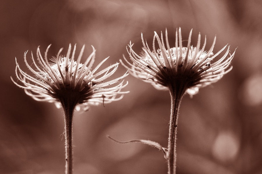 Dandelion Seed Head Closeup Photograph Print 100% Australian Made
