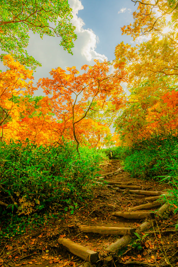 Autumn Trees Pathway Scenery View Home Decor Premium Quality Poster Print Choose Your Sizes