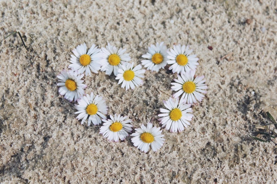 White Daisy Flower Heart Shape Design Photograph Print 100% Australian Made