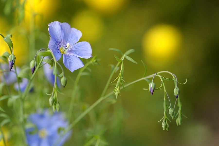 Blue Flax Flower Closeup Photograph Print 100% Australian Made