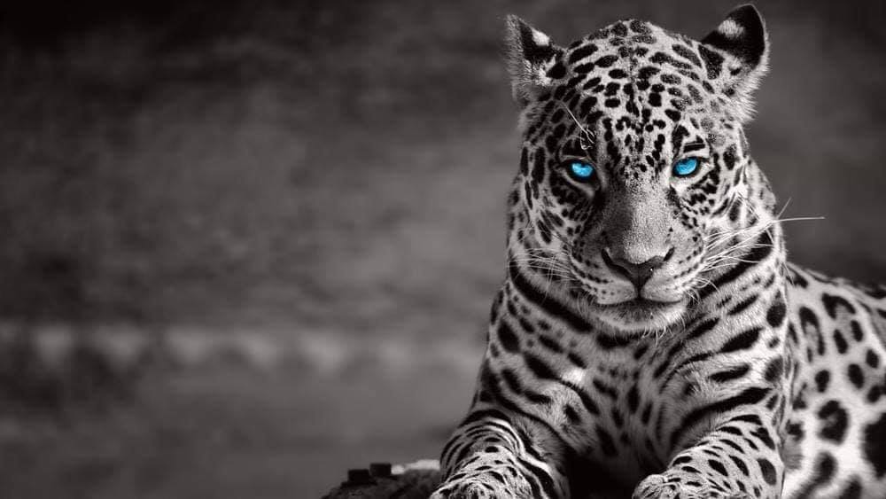 Leopard Blue Eyes Minimalist Print 100% Australian Made