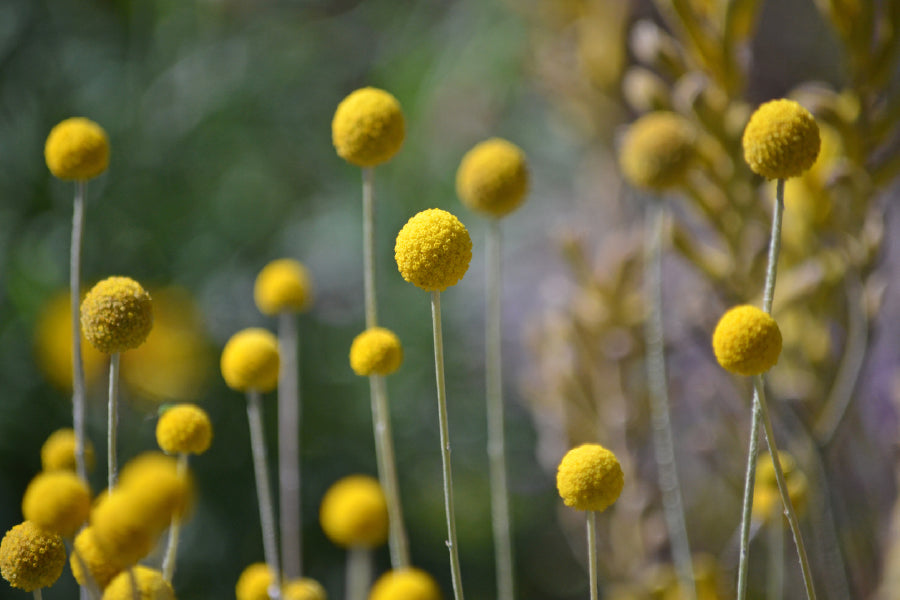 Billy Balls Flowers Photograph Print 100% Australian Made
