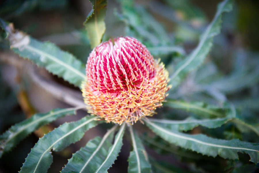 Pink Banksia Flower Closeup View Photograph Print 100% Australian Made