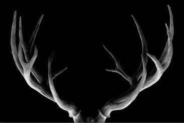 Deer Antler B&W Photograph Home Decor Premium Quality Poster Print Choose Your Sizes