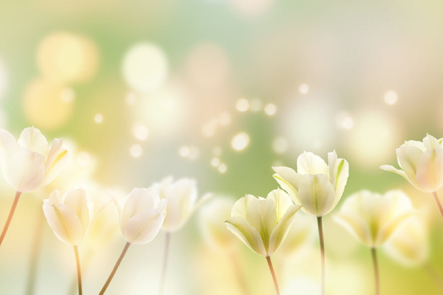 White Crocus Plant Flowers View Photograph Print 100% Australian Made