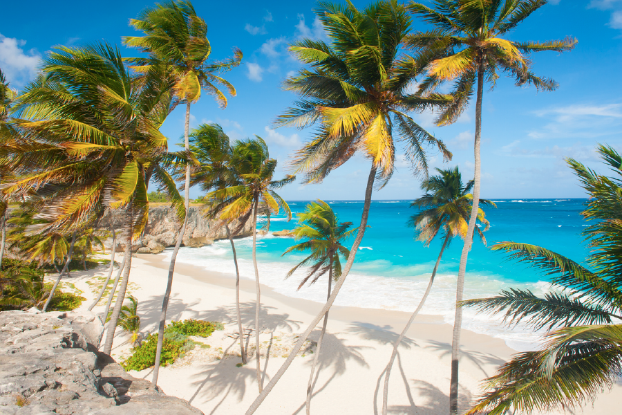 Palm Trees On Shore & Sea View Print 100% Australian Made