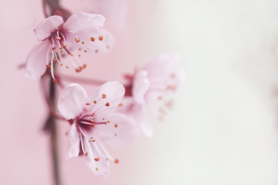 Blossom Flowers Closeup Photograph Print 100% Australian Made
