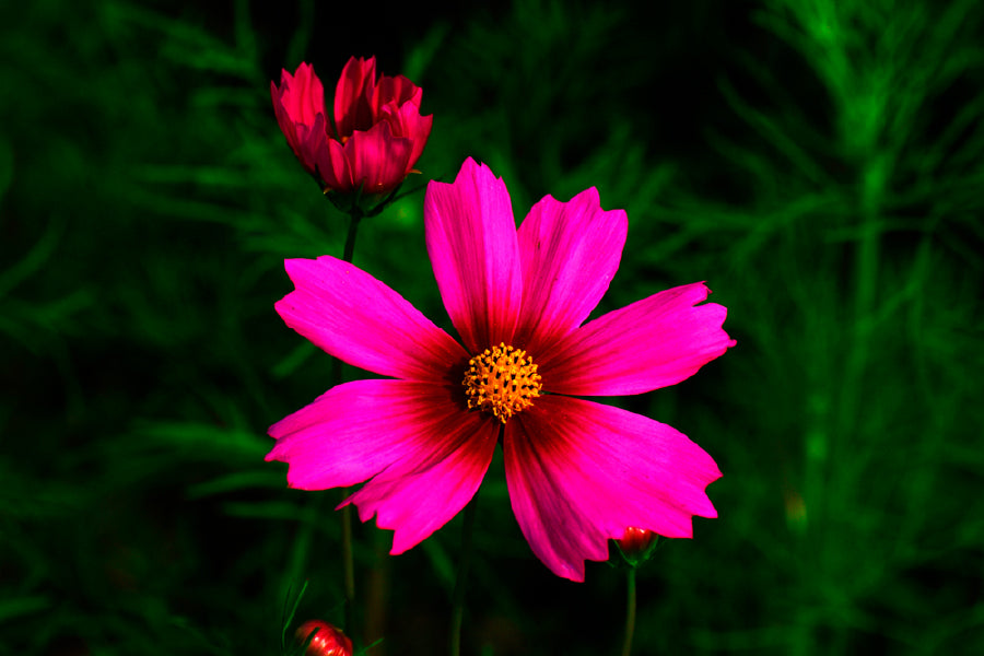 Bella Home Pink Sulfur Cosmos Blooming Print Canvas Ready to hang