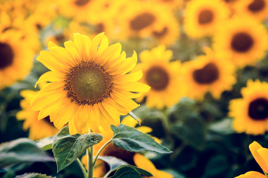 Sunflower Field Closeup View Photograph Home Decor Premium Quality Poster Print Choose Your Sizes