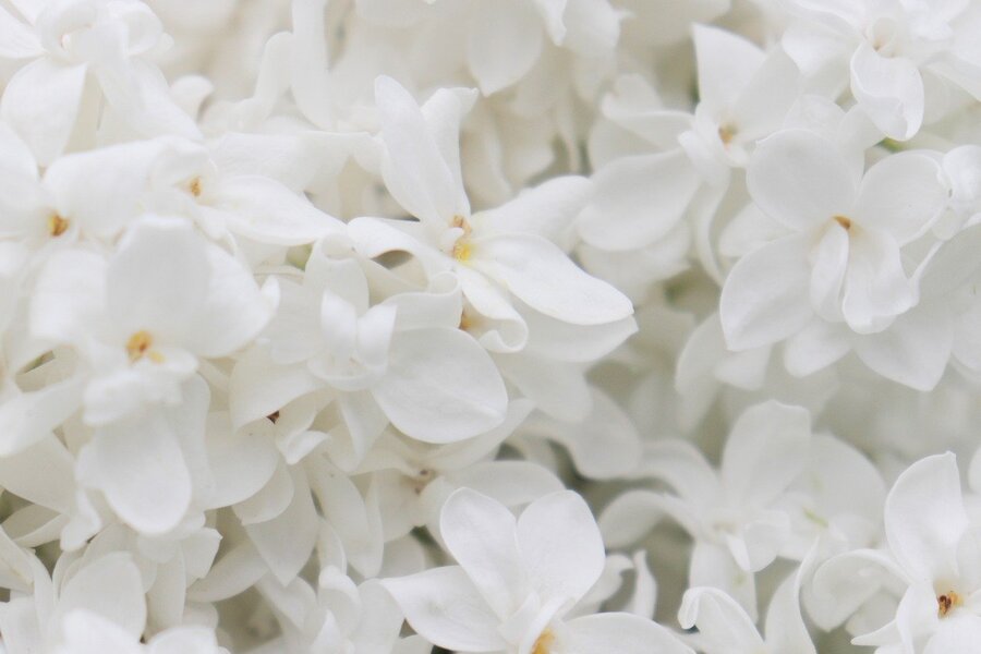 White Lilac Flowers Closeup Photograph Print 100% Australian Made