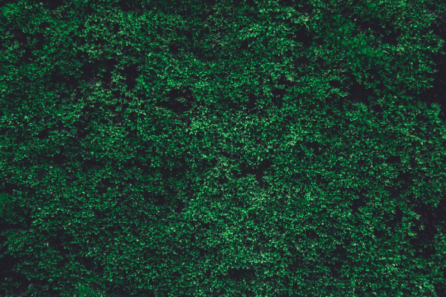 Green Moss On Wall Photograph Photograph Print 100% Australian Made