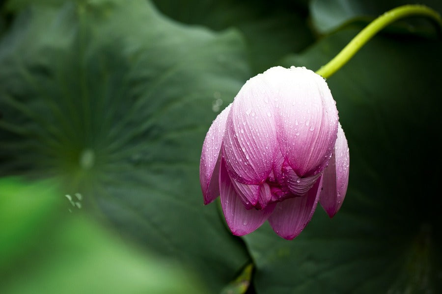 Pink Lotus Flower Closeup Photograph Print 100% Australian Made