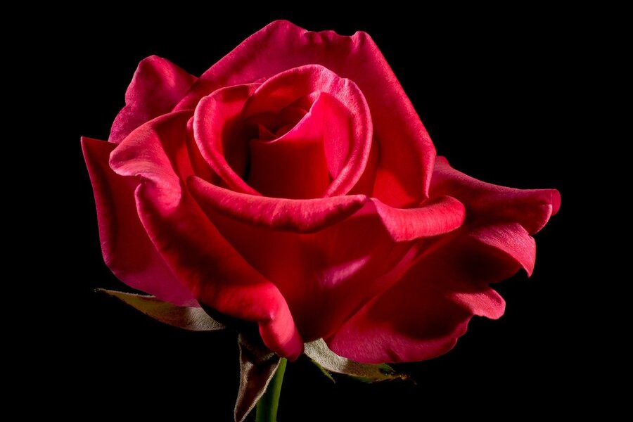 Red Rose Closeup Photograph Print 100% Australian Made