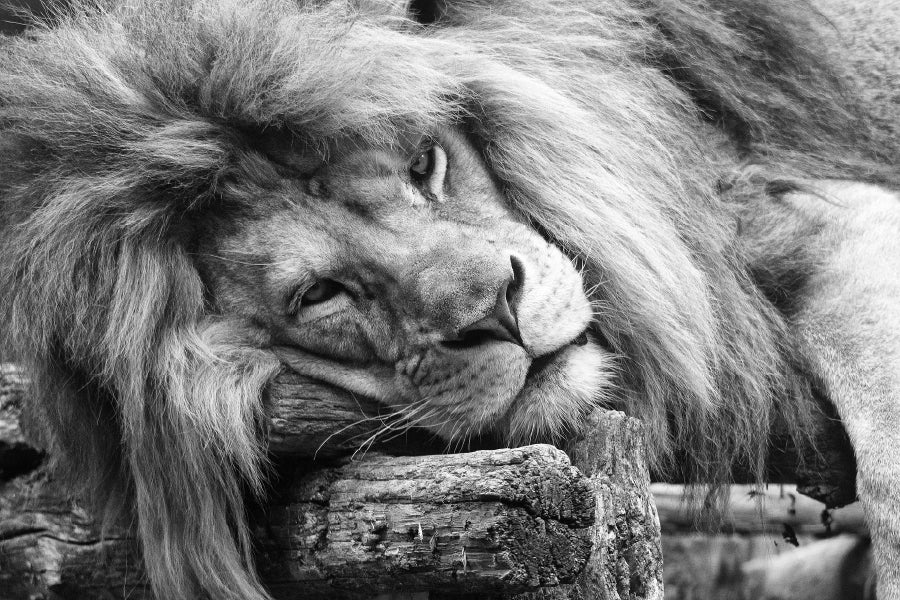 Laying Lion B&W View Photograph Home Decor Premium Quality Poster Print Choose Your Sizes