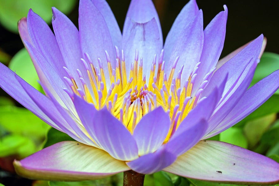 Purple Yellow Lotus Flower Closeup Photograph Print 100% Australian Made