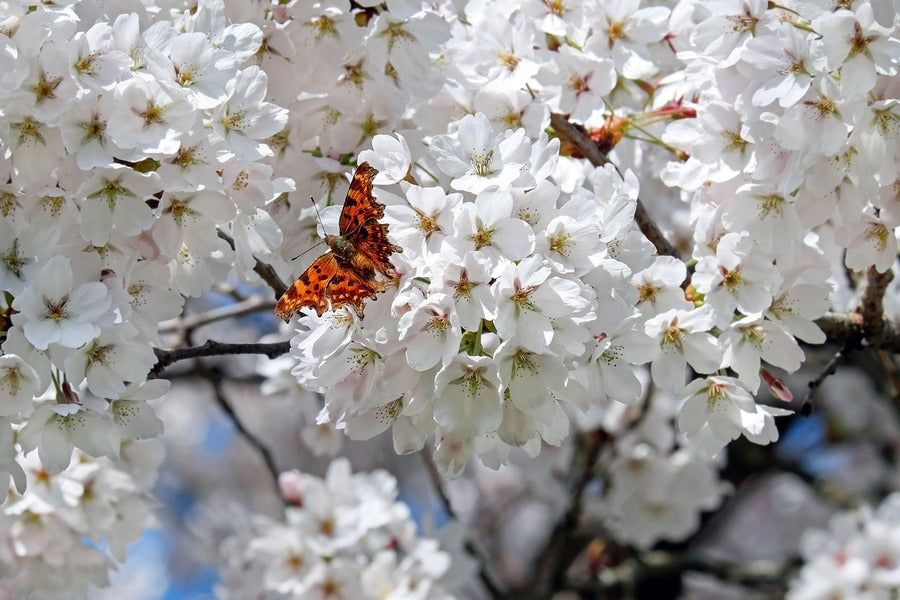 White Cherry Flowers & Butterfly Photograph Print 100% Australian Made