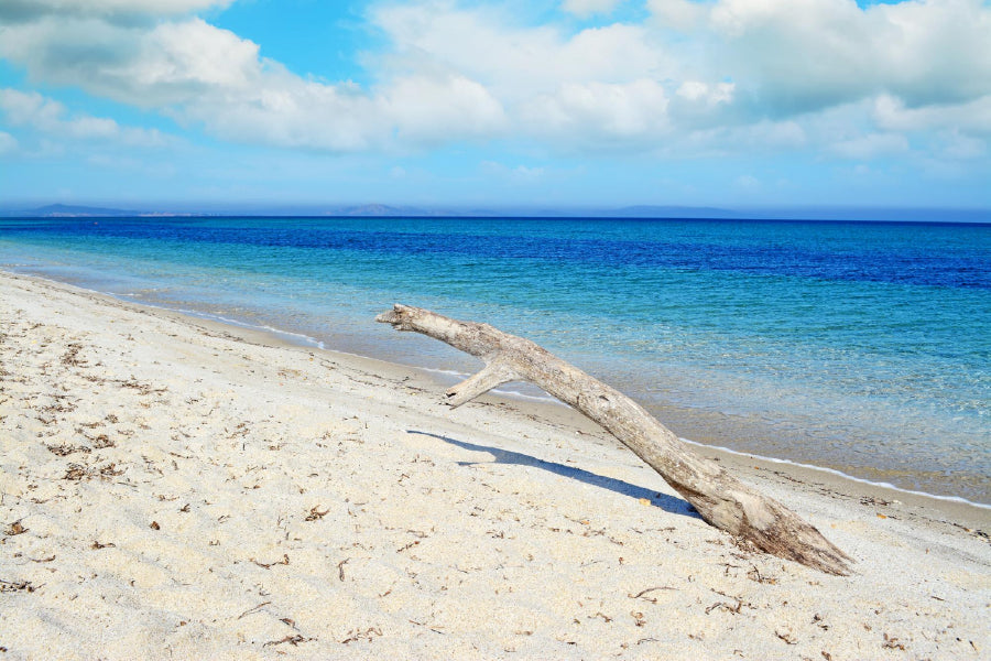 White Driftwood Tropical Beach View Photograph Home Decor Premium Quality Poster Print Choose Your Sizes