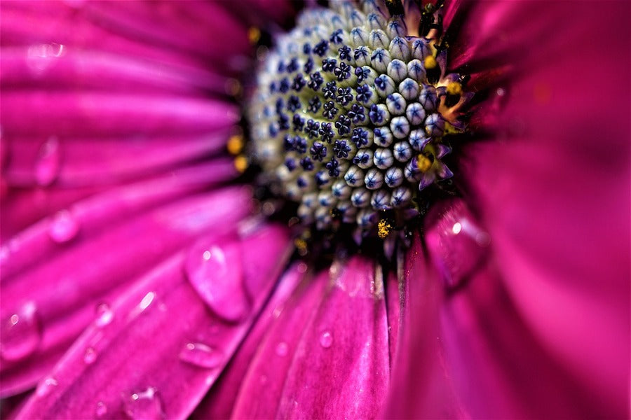 Pink Marguerite Closeup Macro Photograph Print 100% Australian Made