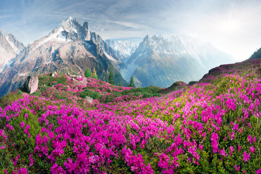 Flower National Park on Alps View Photograph Print 100% Australian Made