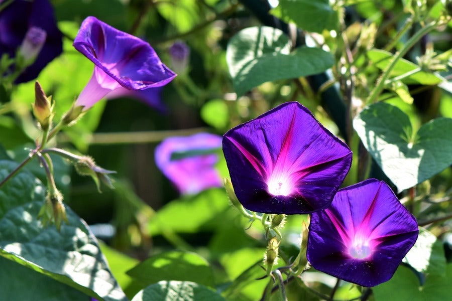 Purple Glory Flowers Photograph Print 100% Australian Made
