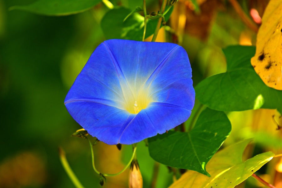 Blue Glory Flower Closeup Photograph Print 100% Australian Made