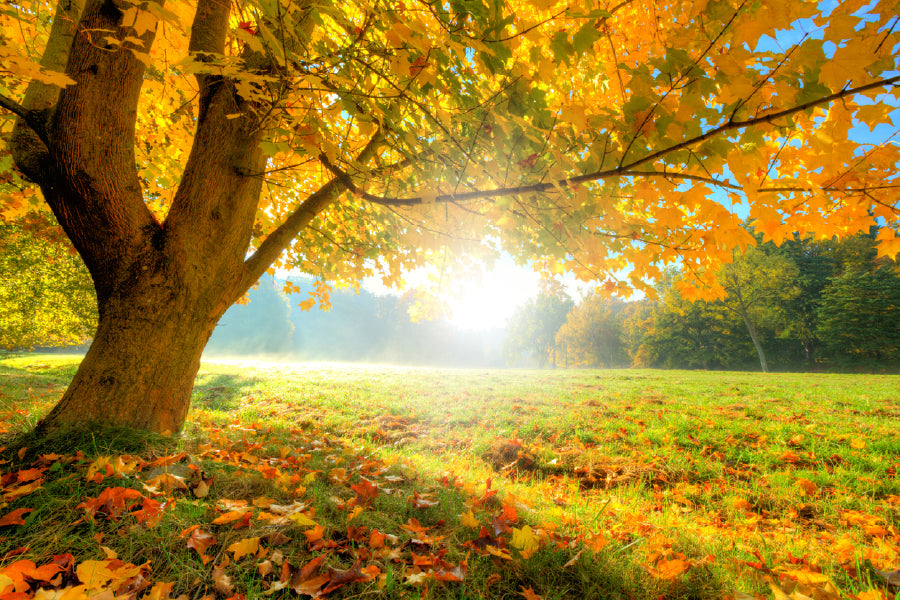 Autumn Tree with Sunshine Scenery Photograph Print 100% Australian Made