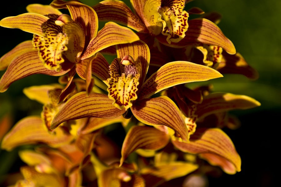 Orange Orchid Flower Closeup Photograph Print 100% Australian Made