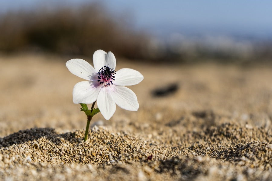 White Blossom Flower on Beach Closeup Photograph Print 100% Australian Made