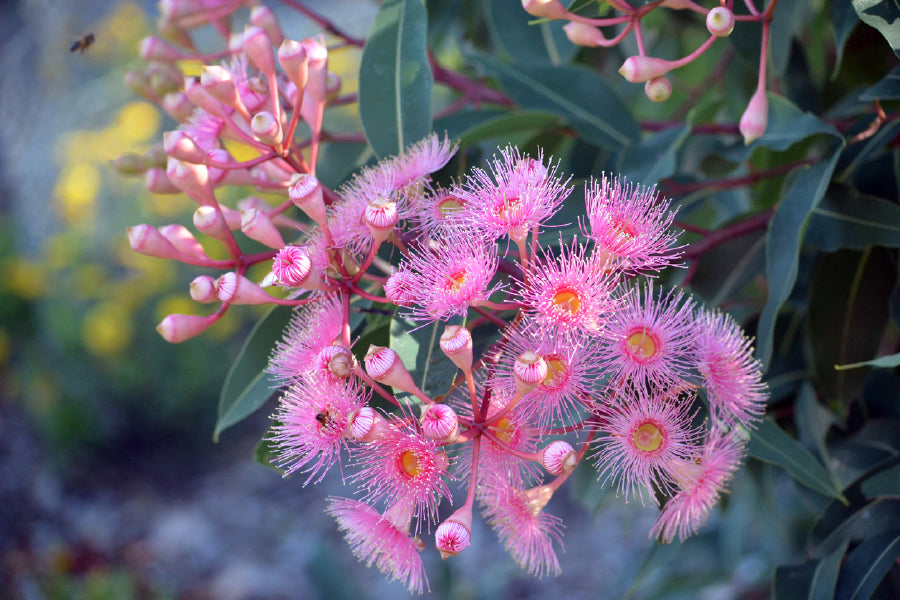 Pink Blossom & Gum Nuts View Photograph Print 100% Australian Made