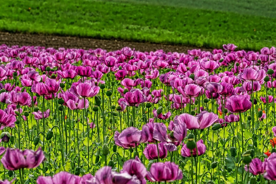 Purple Poppy Flowers Field Photograph Print 100% Australian Made