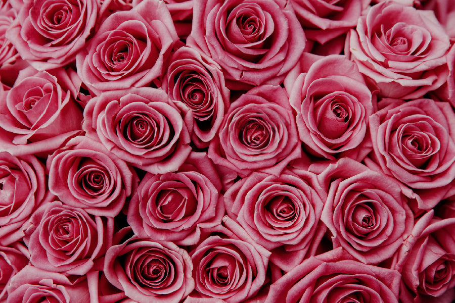 Pink Roses Flower Closeup View Photograph Print 100% Australian Made