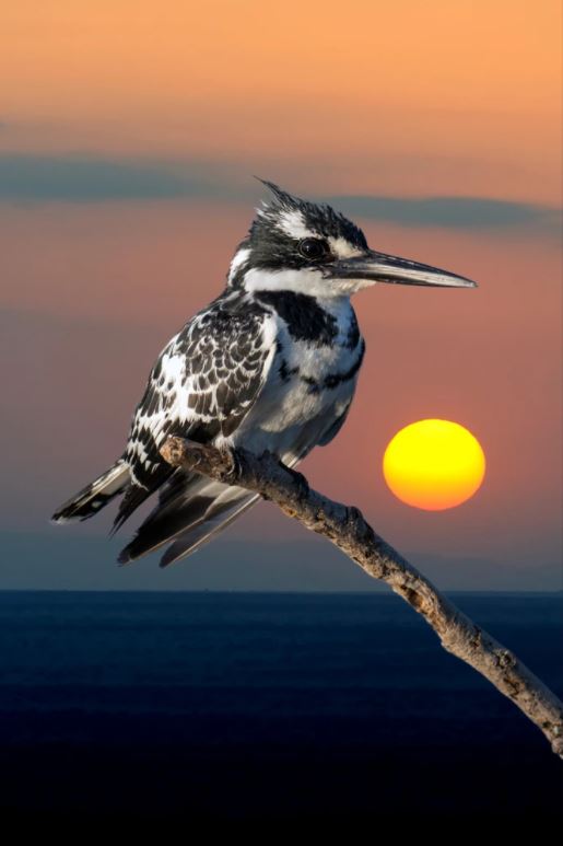 Kookaburra Bird at Sunset Scenery Home Decor Premium Quality Poster Print Choose Your Sizes