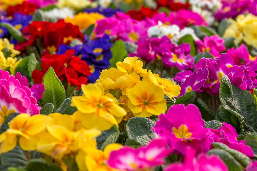Colorful Primrose Flowers Field View Photograph Print 100% Australian Made