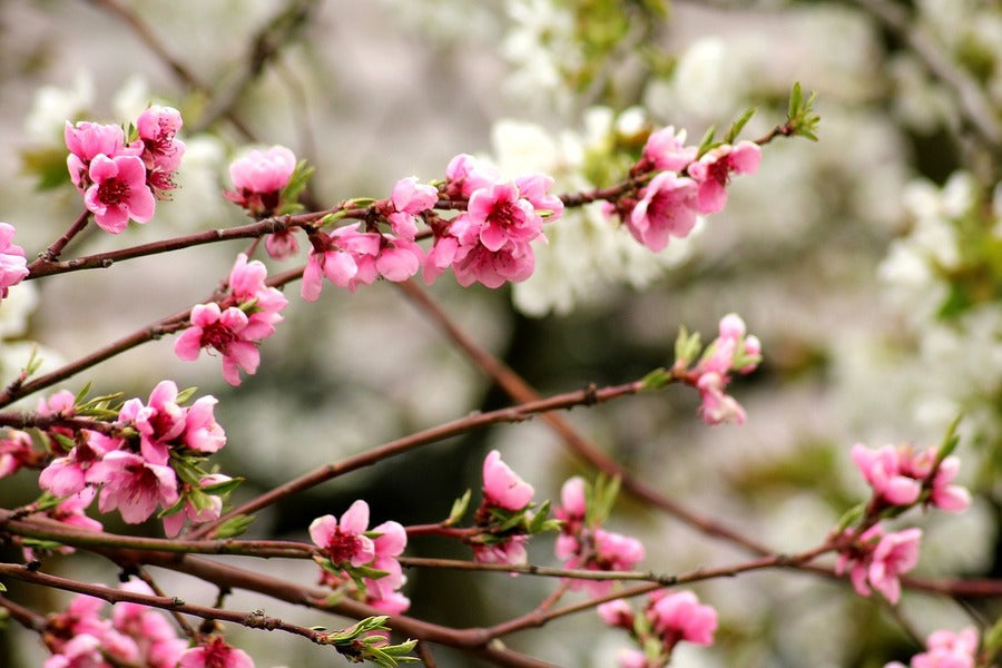 Flowering Trees View Photograph Print 100% Australian Made