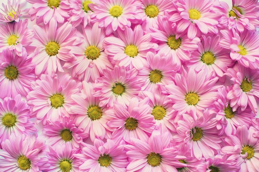 Pink Daisy Flowers Closeup Photograph Print 100% Australian Made