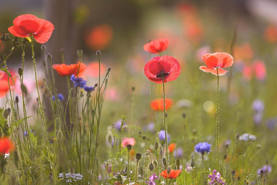 Red Poppy Flowers with Plants Sunset Photograph Print 100% Australian Made