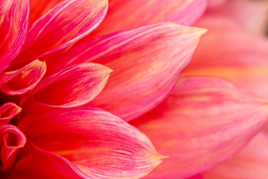 Pink Flower Petals Photograph Print 100% Australian Made