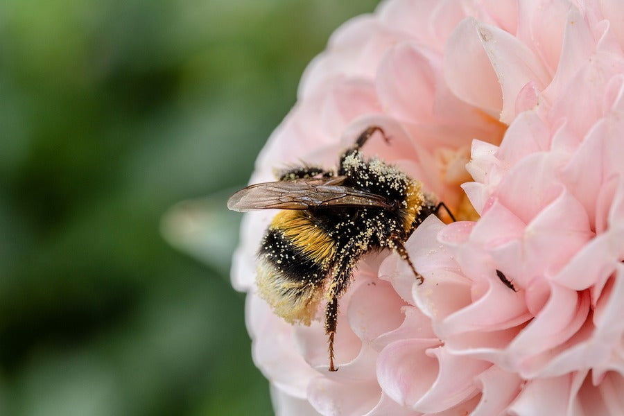 Bee on Pink Dahlia Flower Closeup Photograph Print 100% Australian Made