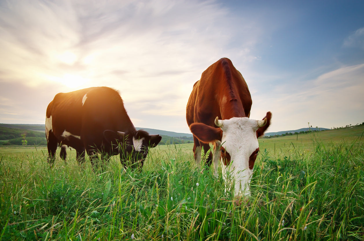 Cows on Grass Field Photograph Print 100% Australian Made