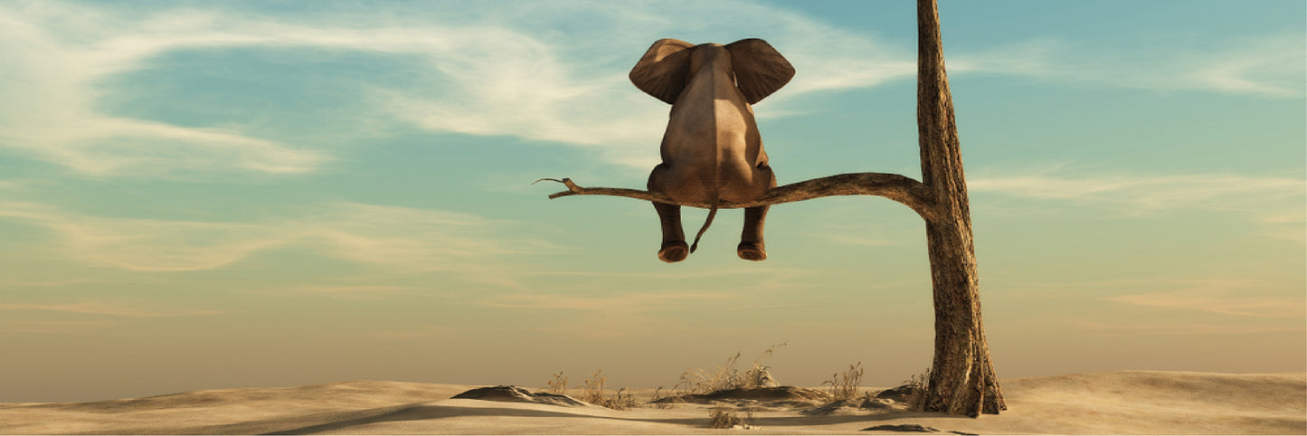 Panoramic Canvas Elephant on a Tree High Quality 100% Australian made wall Canvas Print ready to hang
