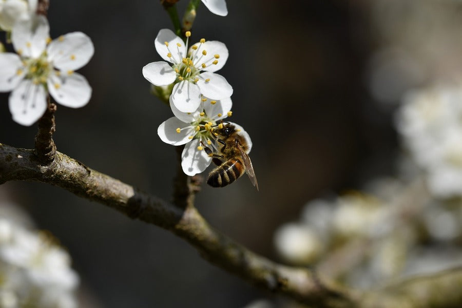 Cherry Blossom Flower & Bee Photograph Print 100% Australian Made