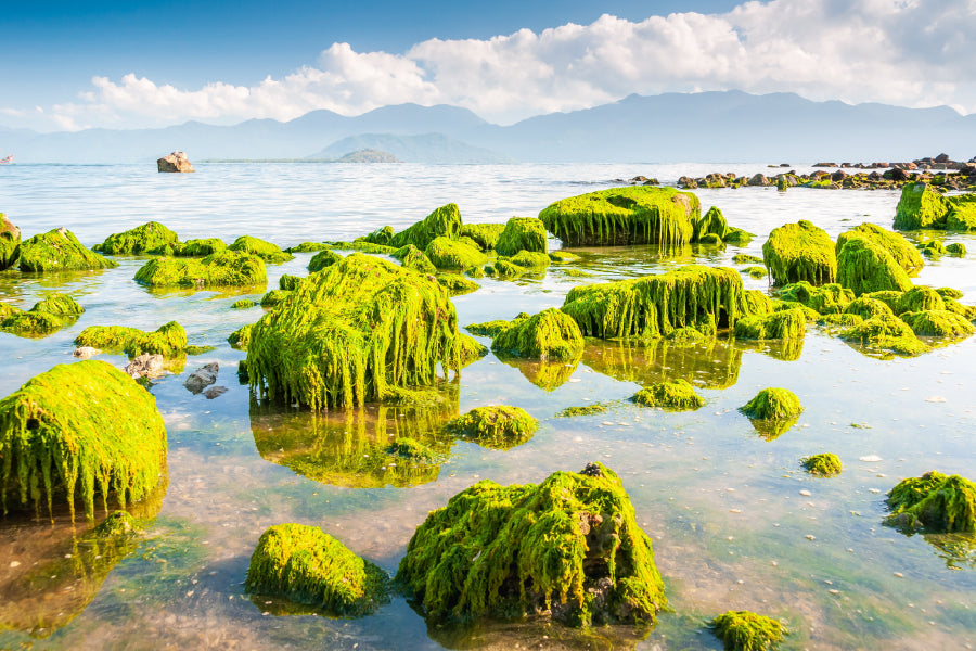 Green Beach Moss View Photograph Vietnam Print 100% Australian Made