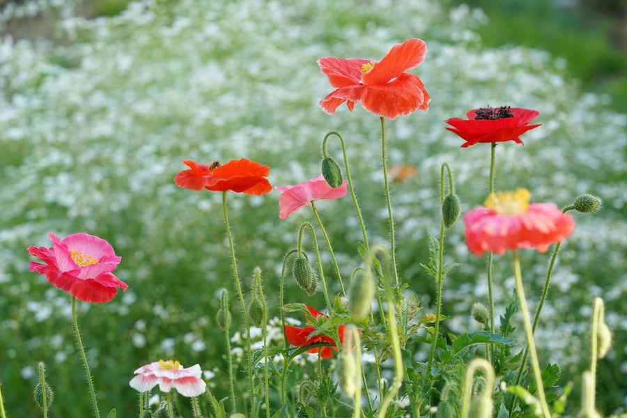 Red & Pink Poppies Plants Photograph Print 100% Australian Made