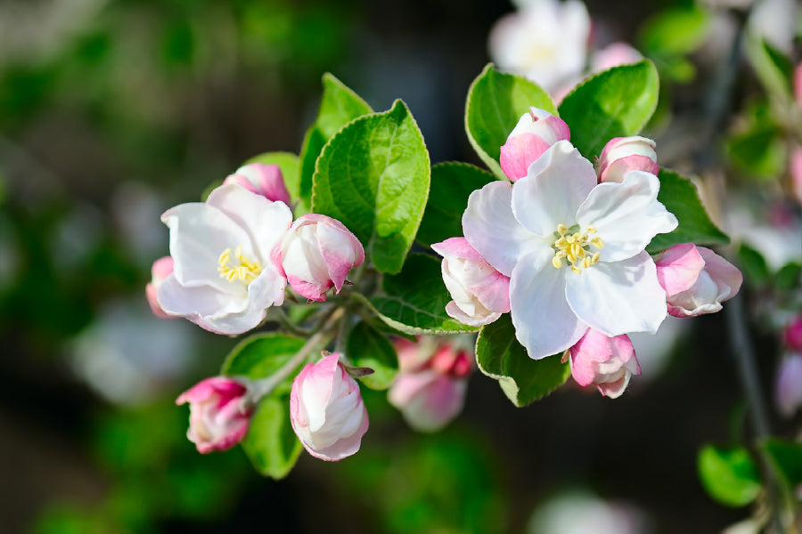 White & Pink Apple Flower View Photograph Print 100% Australian Made