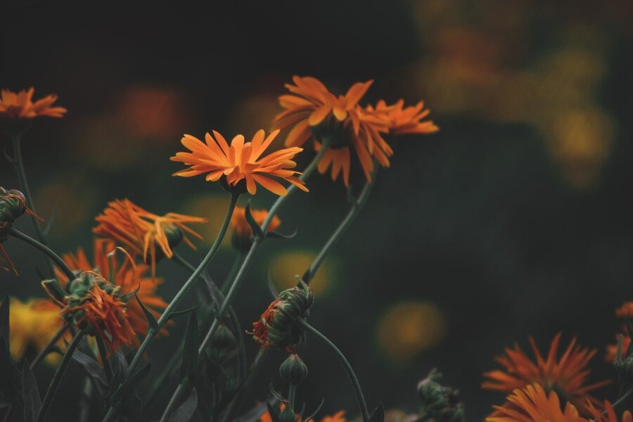 Orange Daisy Flowers Plant Sunset View Photograph Print 100% Australian Made
