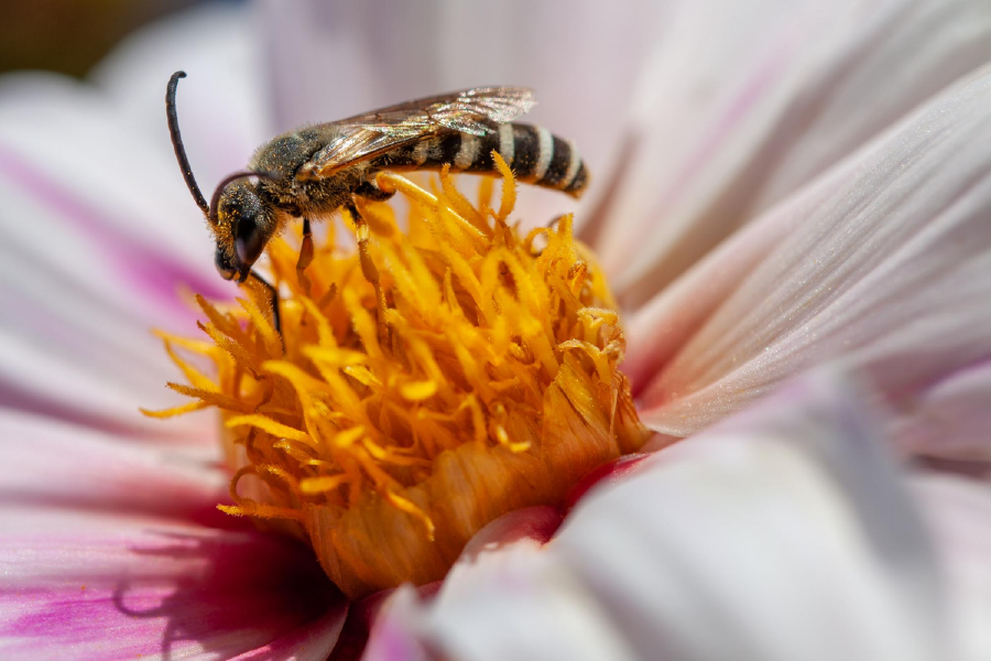 Dahlia Flower & Bee Photograph Home Decor Premium Quality Poster Print Choose Your Sizes