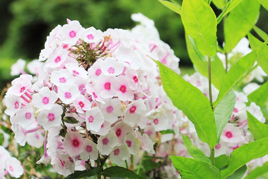 White Pink Phlox Flowers Photograph Print 100% Australian Made